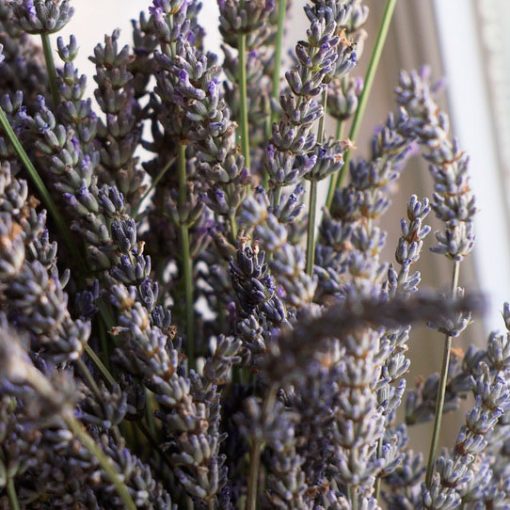 Organic Dried Lavender Flowers