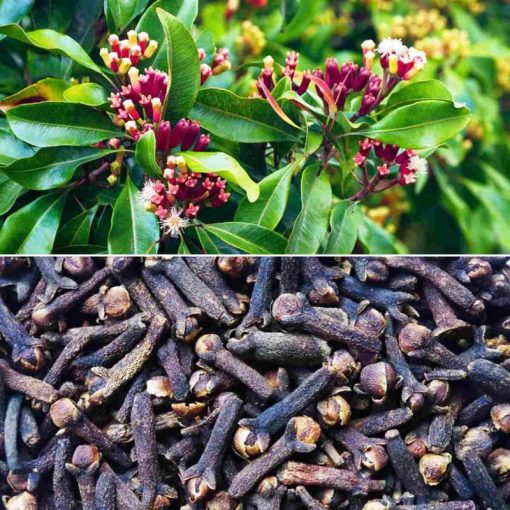 Organic Ceylon Cloves - Image 3