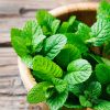 Liquid Castile Soap (Peppermint)