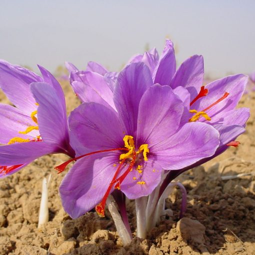 Kashmiri Saffron (Mogra Grade) - Image 3