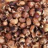 Soap Nuts / Soap Berries Organic Laundry Soap + Wash Bag