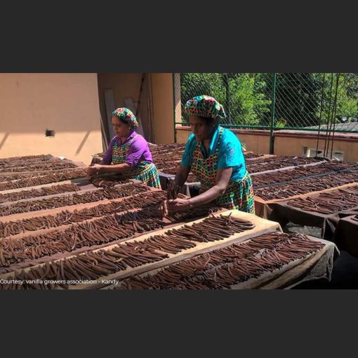 Sri Lanka V. Planifolia Vanilla Beans - Image 6