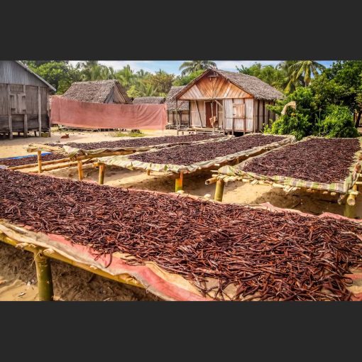 Sri Lanka V. Planifolia Vanilla Beans - Image 7