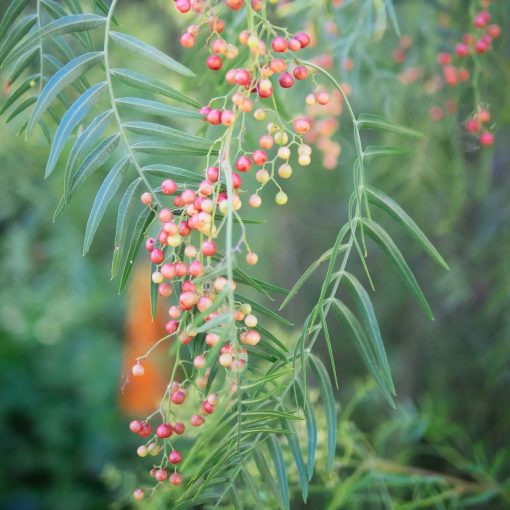 Organic Pink / Red Peppercorns - Image 6