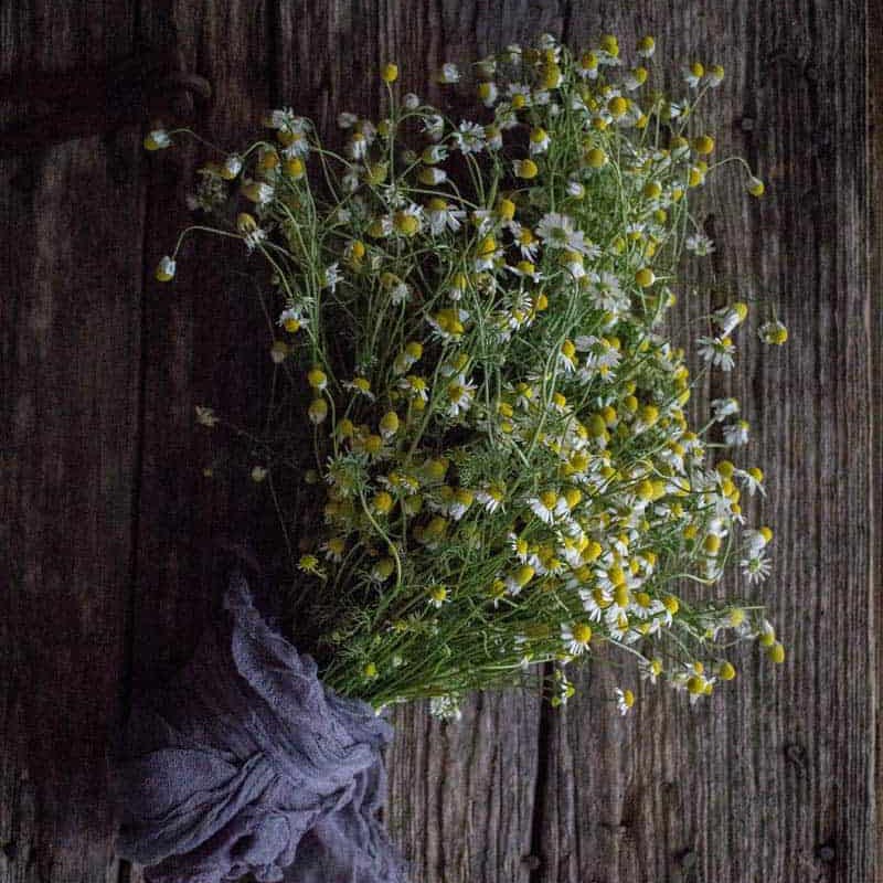 Organic Dried Chamomile Flowers - Image 3
